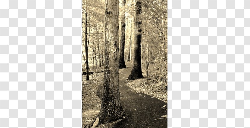 /m/083vt Wood Stock Photography - Tree - Winding Path Transparent PNG