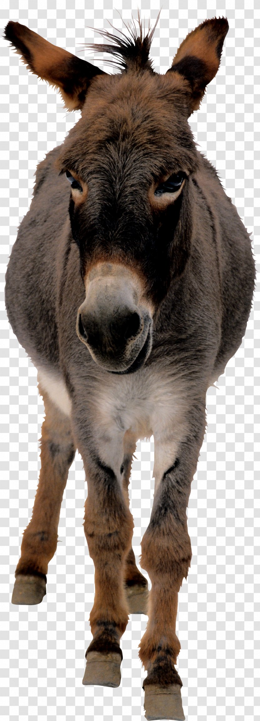 The Donkey Sanctuary Horse Mule - Animation Transparent PNG