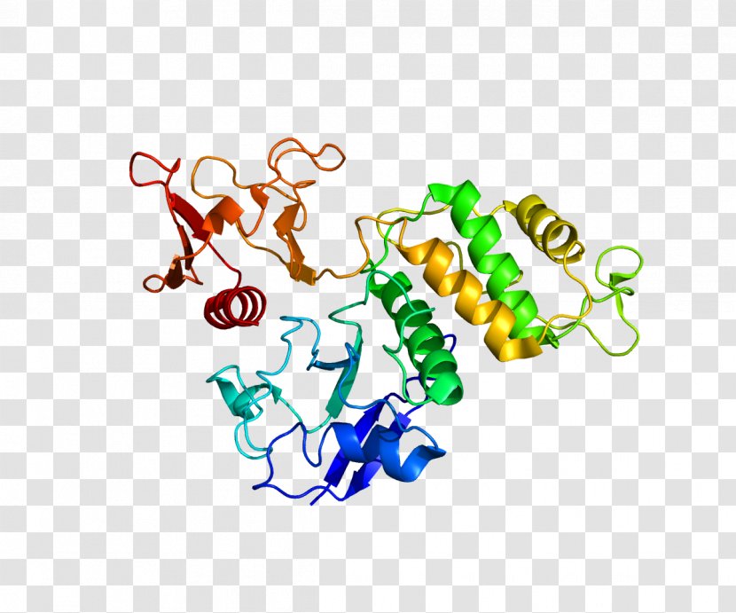 PTK2B Integrin-linked Kinase Gene Protein - Frame - Tree Transparent PNG