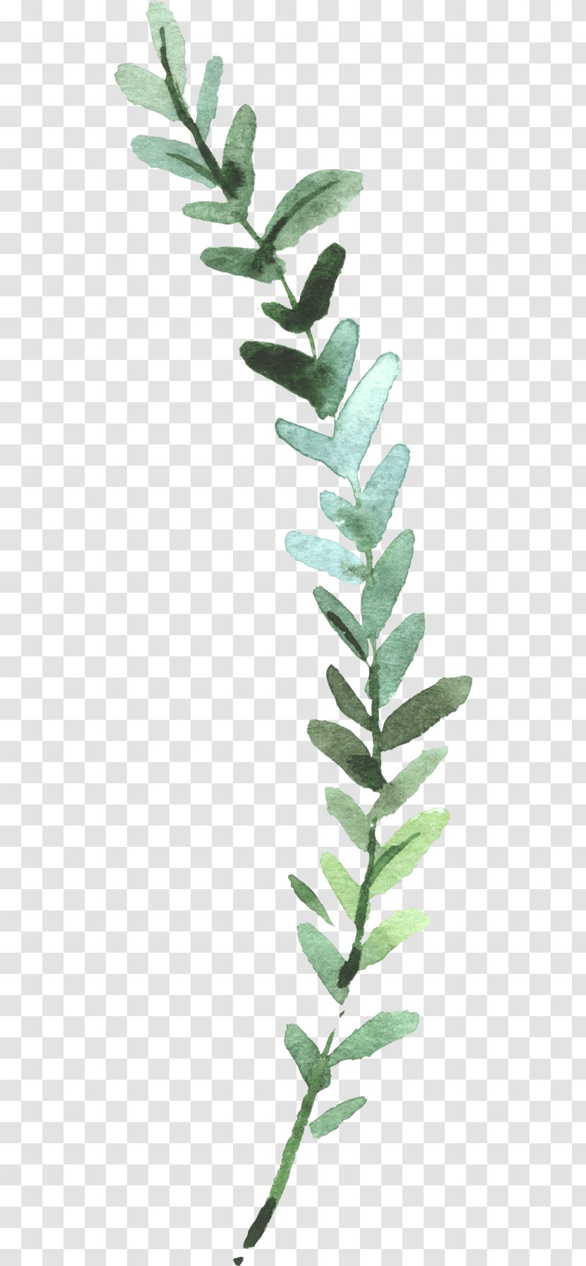 Watercolor Painting Leaf Image Plants - Plant Transparent PNG