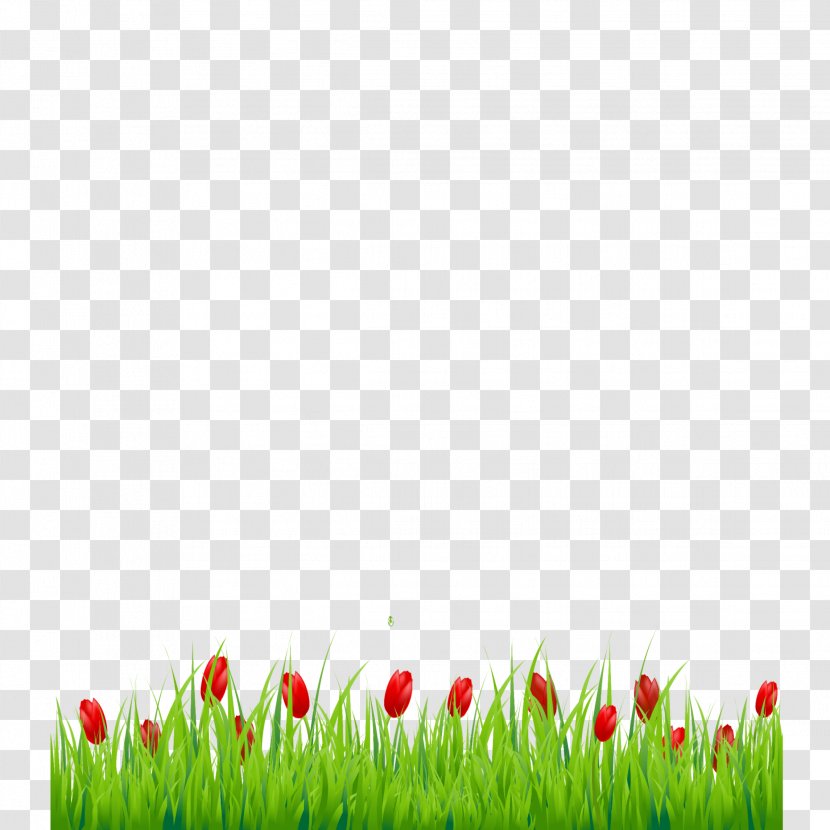 Green Grass Background - Grasses - Lawn Flower Transparent PNG