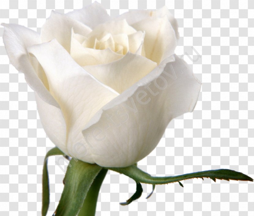 Rose Flower White Desktop Wallpaper Petal - Yellow - Roses Transparent PNG