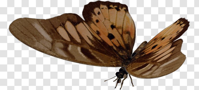 Brush-footed Butterflies Moth Butterfly Transparent PNG