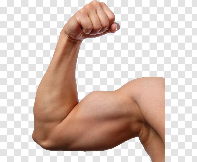 Arm Muscle Biceps Stock Photography - Cartoon Transparent PNG