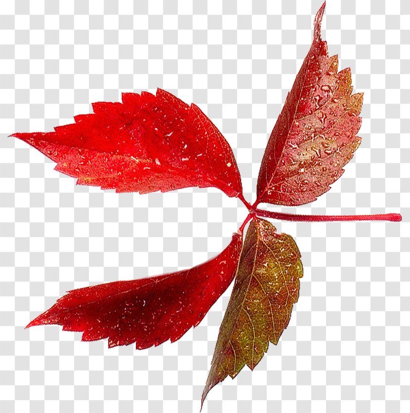 Leaf Clip Art - Autumn Leaves Transparent PNG