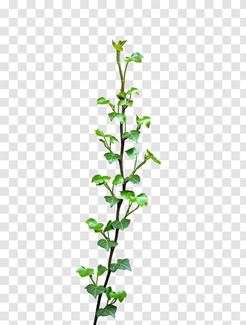 Common Ivy Vine Plant Clip Art - Poison - Vines Transparent PNG
