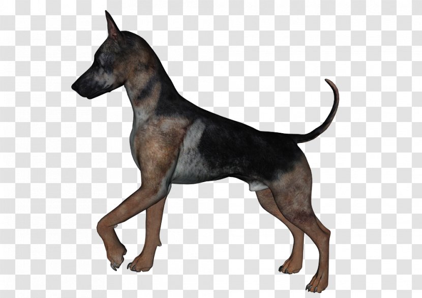 English Toy Terrier Manchester - German Pinscher - Dogs Transparent PNG