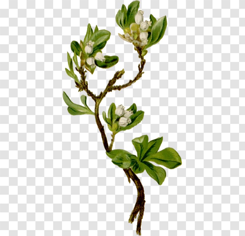 Arctostaphylos Alpina Madrones Stock Photography Flowering Plant - Leaf - Cartoon Plants Transparent PNG