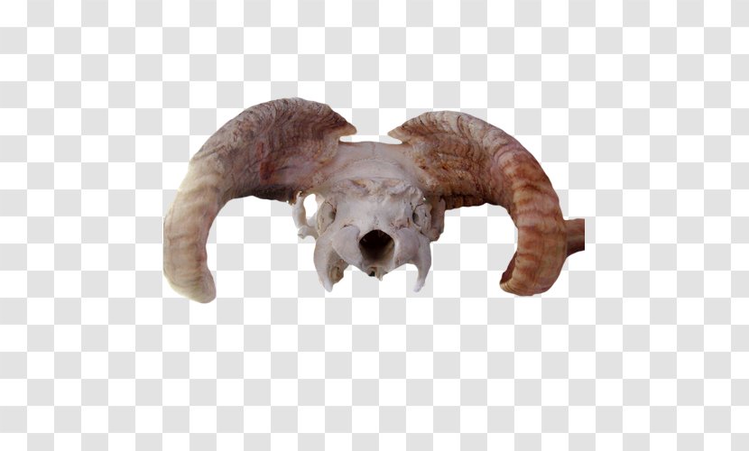 Sheep Animal Skulls Head - Skull - Claw Sheepshead Transparent PNG