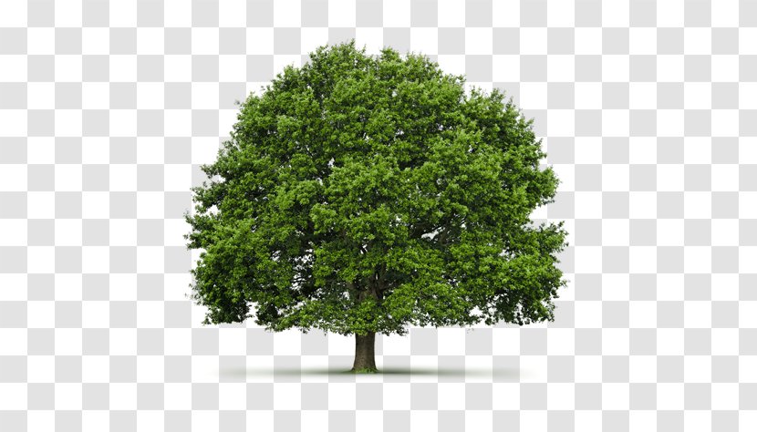 Hardwood Shade Tree Oak Janka Hardness Test - Evergreen Transparent PNG