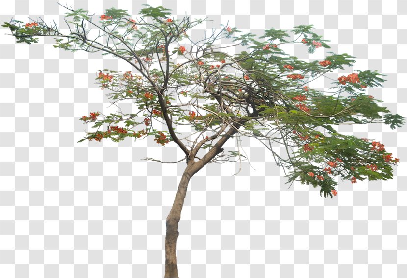Tree Royal Poinciana Plant - Flora - Watercolor Transparent PNG