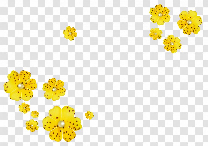 Yellow Cut Flowers Orange - Flowering Plant - Spring Border Transparent PNG