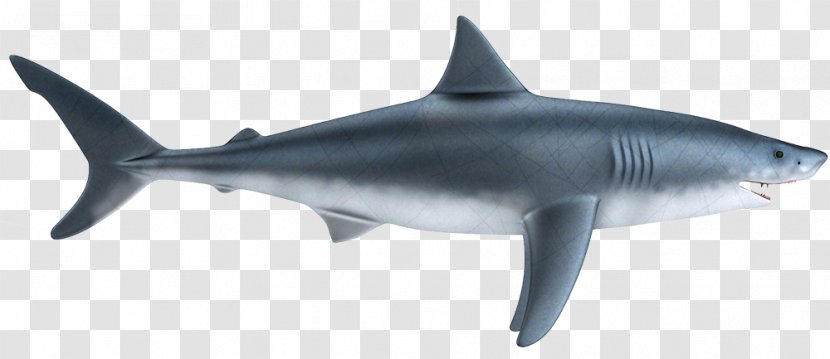 Tiger Shark Great White Squaliform Sharks Cartilaginous Fishes Lamniformes - Baby Transparent PNG