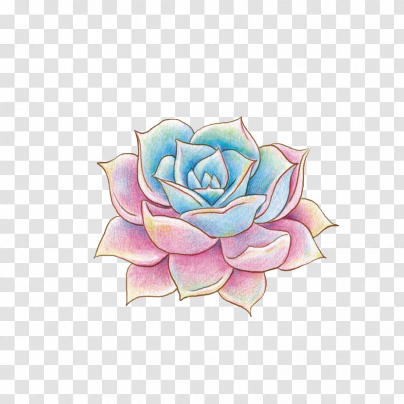 Succulent Plant Colored Pencil Drawing Illustrator - Flowering - Hand-painted More Meat Transparent PNG
