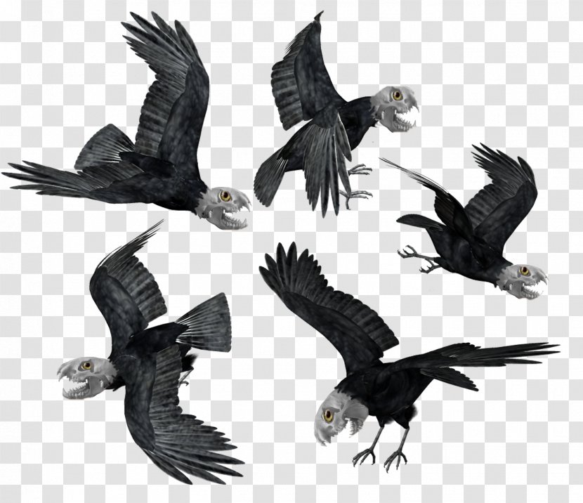 Bird Bald Eagle Common Raven Hooded Crow - Flock Transparent PNG