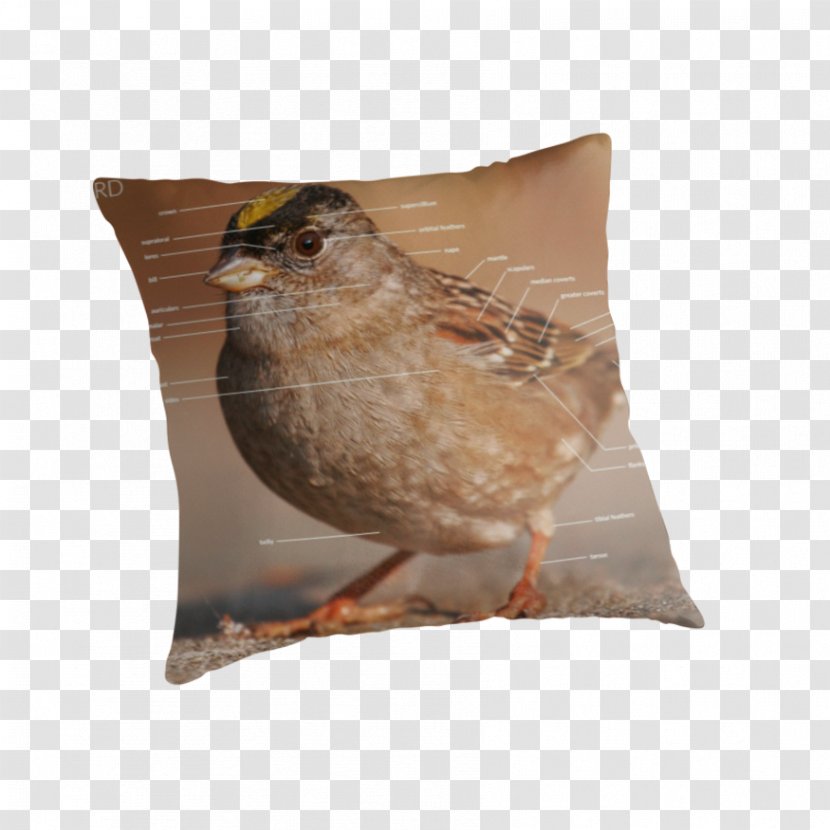 Throw Pillows Cushion Beak - Sparrow Bird Transparent PNG