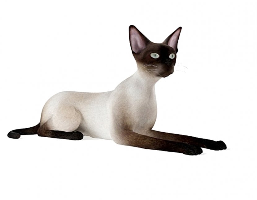 Siamese Cat Thai Tonkinese Malayan Domestic Short-haired - Short Haired - Sphynx Transparent PNG