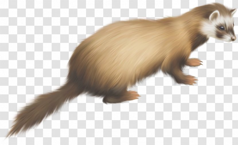 Ferret Dog Goose - Weasel Transparent PNG