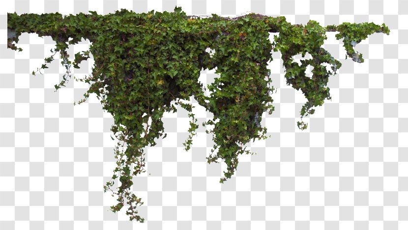 Common Ivy - Tree - Temel Reis Transparent PNG