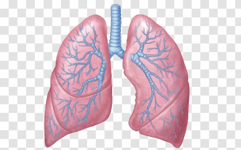 Lung Anatomy Respiratory System Respiration Human Body - Tree - Personal Use Transparent PNG