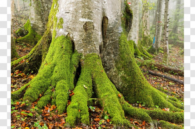 European Beech Tree Spruce-fir Forests Trunk - Sprucefir Transparent PNG