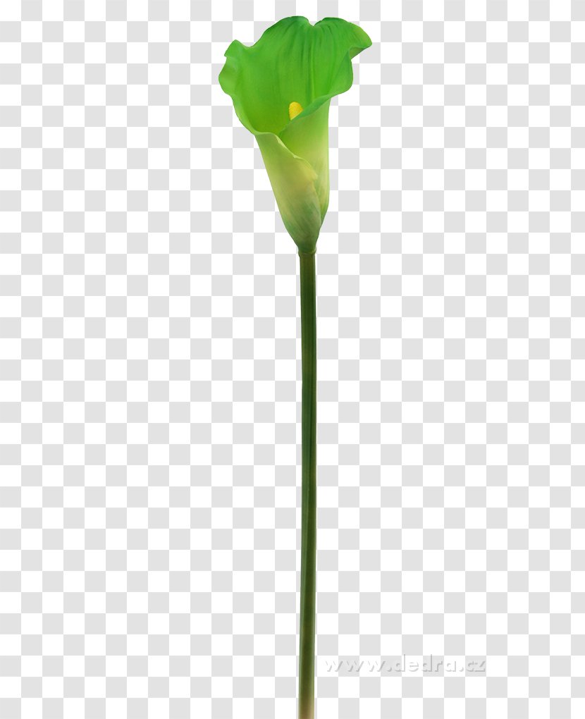 HTTP Cookie Web Page Petal Leaf - Flowering Plant - Calla Transparent PNG