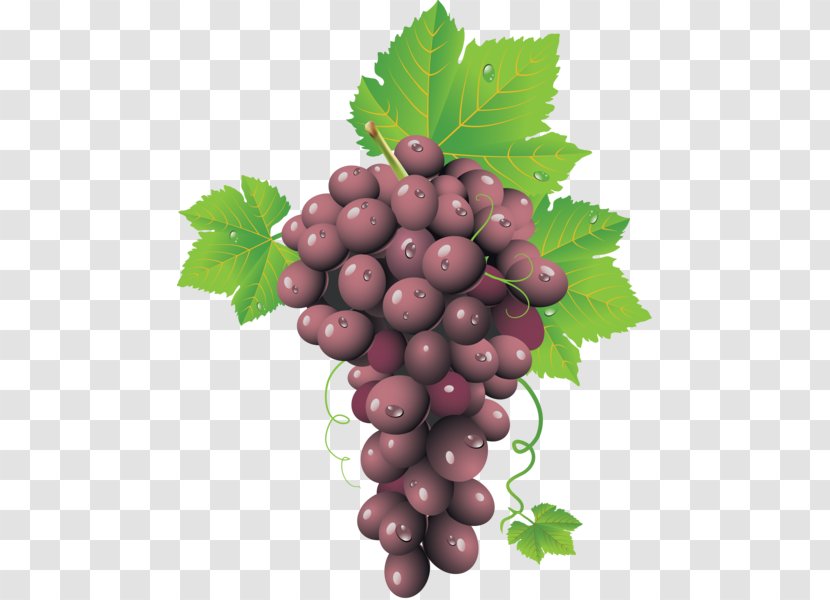Common Grape Vine Wine Clip Art - Seed Oil Transparent PNG