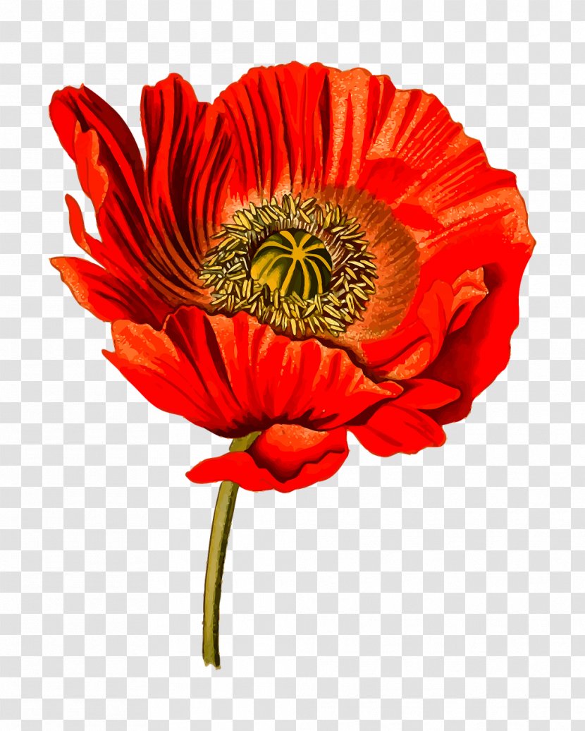 Opium Poppy Common Köhler's Medicinal Plants - Cut Flowers - HYBISCUS Transparent PNG