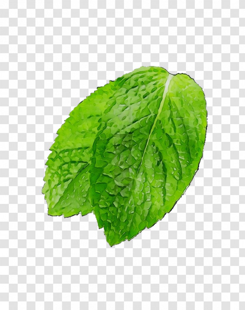 Leaf Romaine Lettuce Spring Greens Herbalism - Vegetable - Mint Transparent PNG