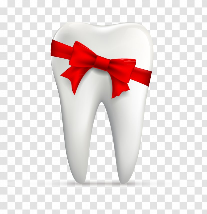 Human Tooth Euclidean Vector - Joint - Protect Teeth Transparent PNG