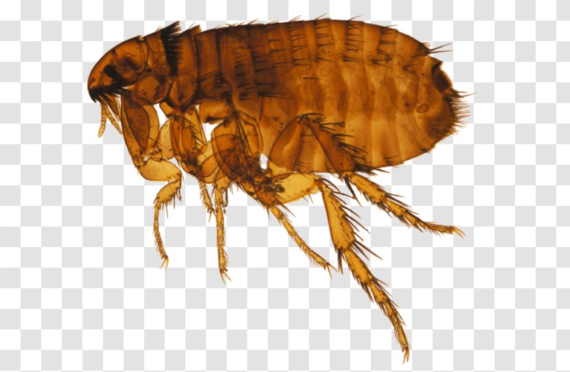 Cat Flea Dog Honey Bee Transparent PNG