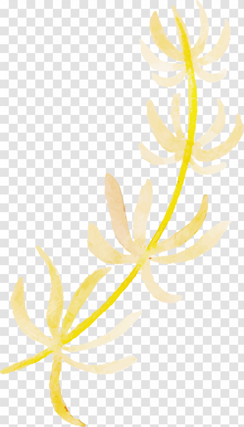 Plant Stem Flower Leaf Petal Yellow Transparent PNG