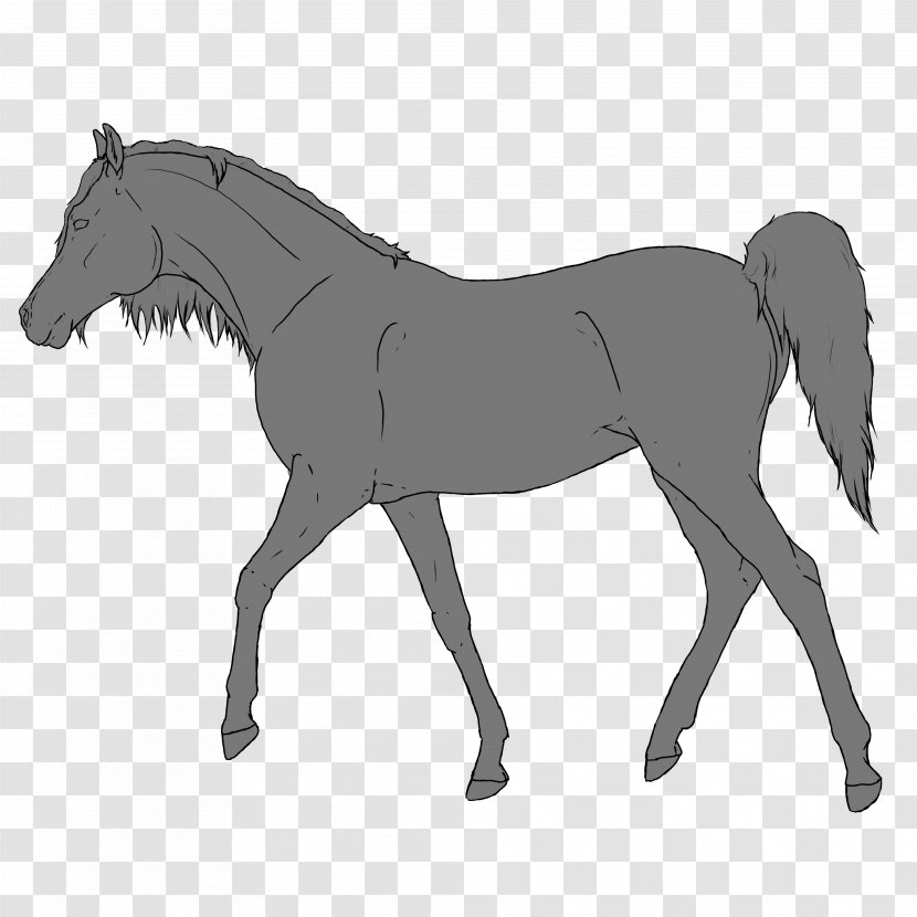 Foal Mane Horse Pony Stallion Transparent PNG