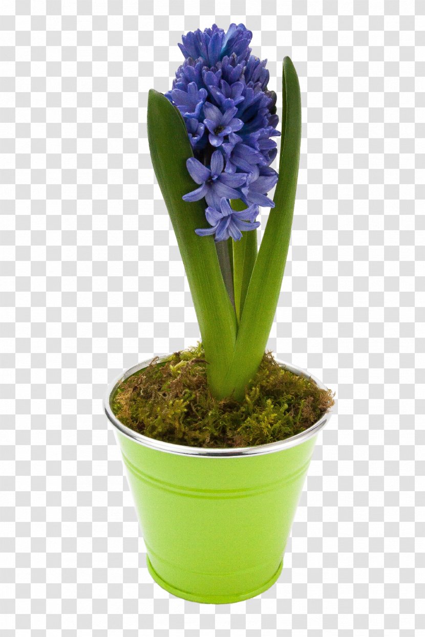 Flower Houseplant Hyacinthus Orientalis Floraison - Hyacinthe - Hyacinth Transparent PNG