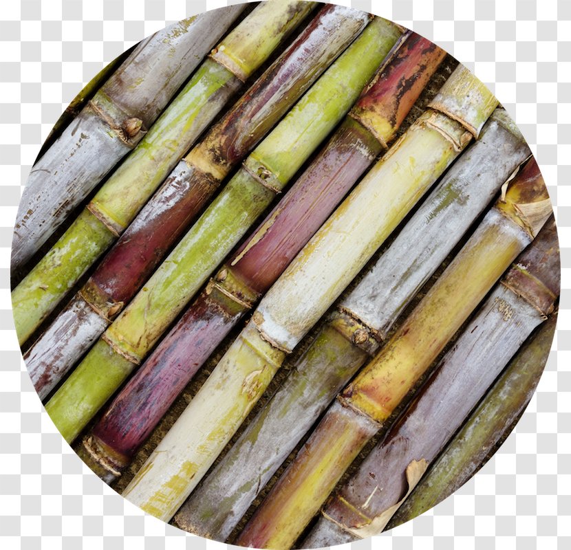 Sugarcane Cane Sugar Fotolia Variety 1-Octacosanol - Food - Banco De Imagens Transparent PNG