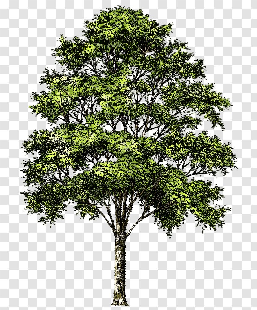 Tree Clip Art - Oak Transparent PNG