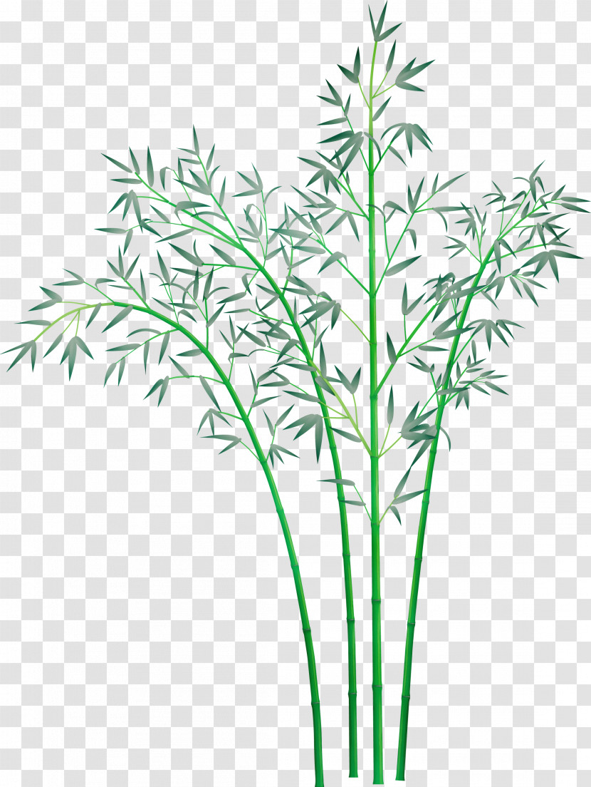 Plant Leaf Grass Plant Stem Grass Family Transparent PNG