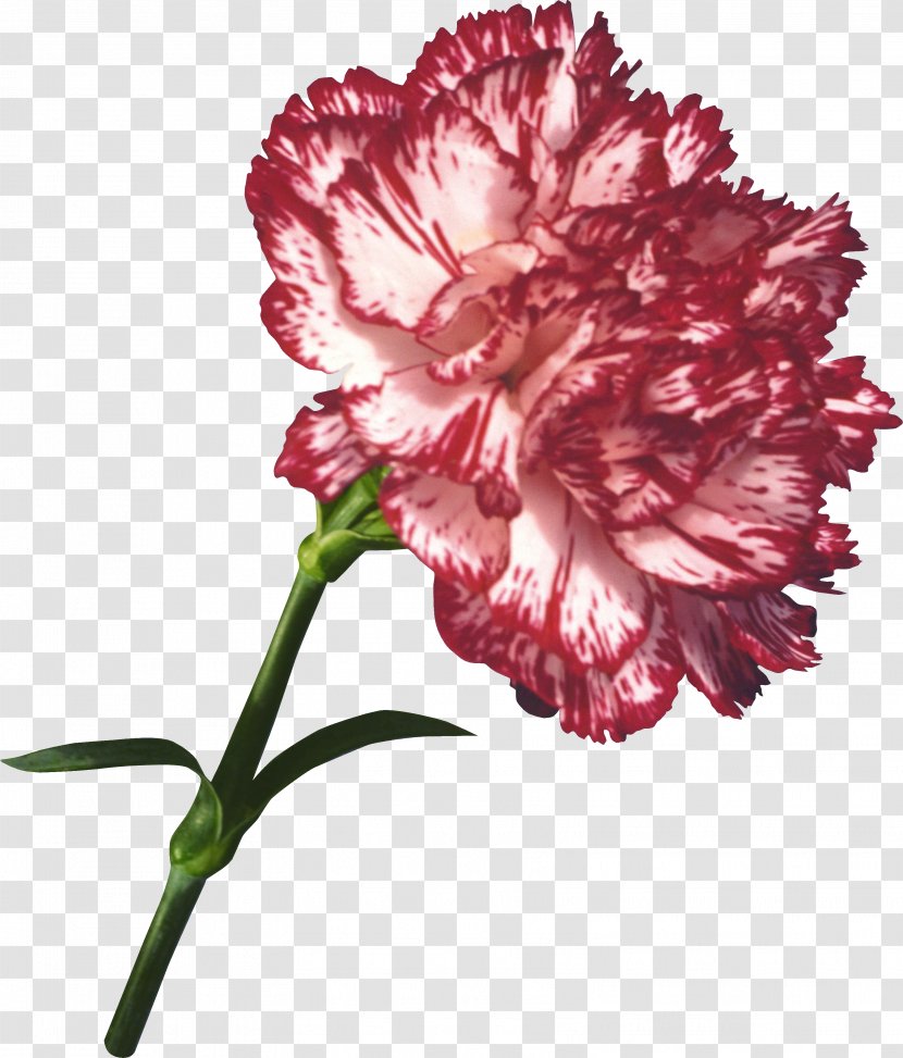 Carnation Flower Bouquet Garden Roses Kryddernellike - Aroma - CARNATION Transparent PNG