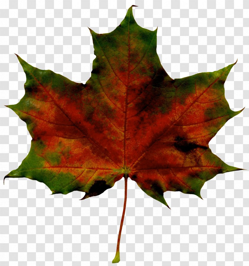 Maple Leaf - Flowering Plant - Black Oak Transparent PNG