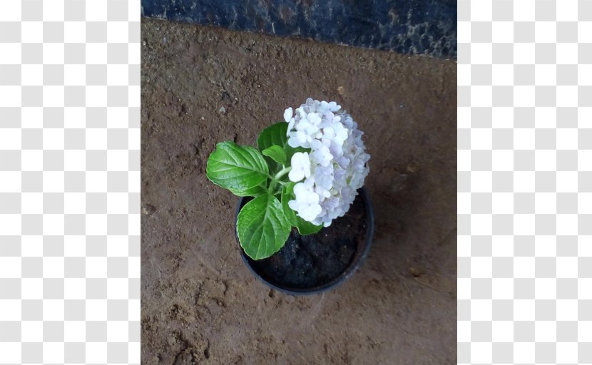 Flowerpot Jasmine Bonsai Houseplant - Flower - Jasmin Transparent PNG