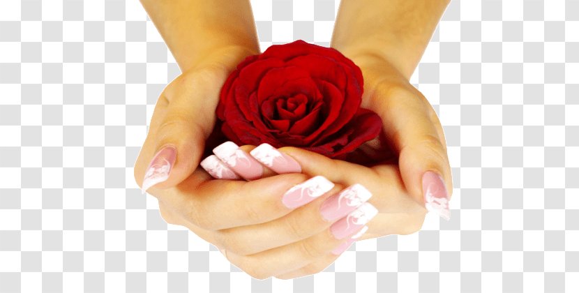 Rose Desktop Wallpaper Flower Hand Nail Transparent PNG