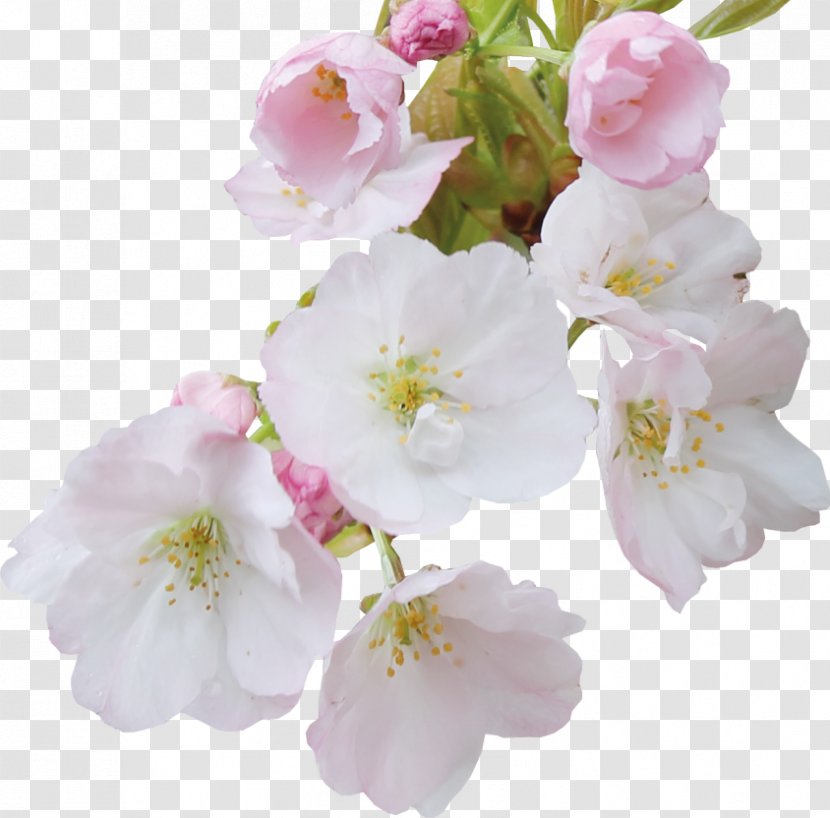 Cherry Blossom Cerasus Flower Petal - Rose Transparent PNG