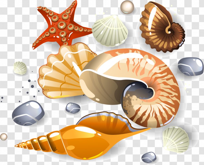 Seashell Euclidean Vector Download Clip Art - Sea - Conch Transparent PNG