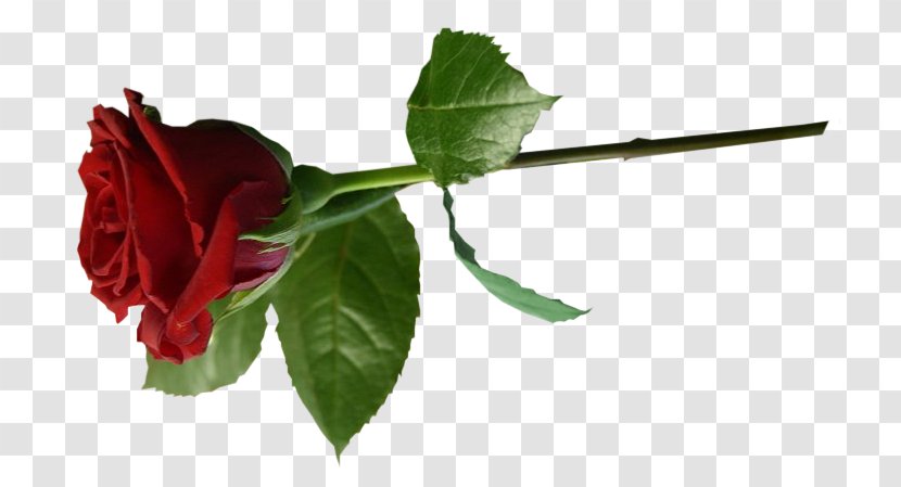 Garden Roses Flower LiveInternet Saint-Anastaise Diary Transparent PNG