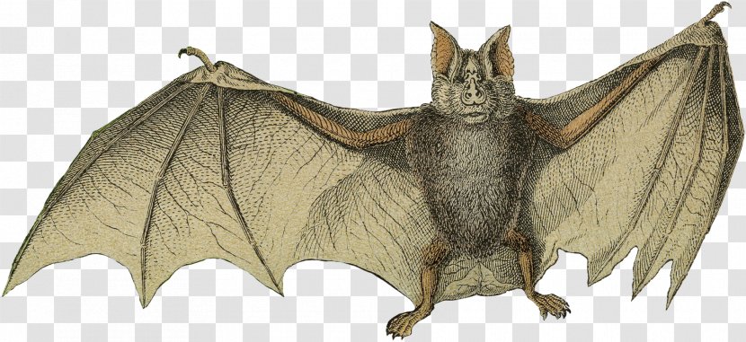 Fauna BAT-M Character Animal Fiction - Wing - Bat Halloween Decorations Pinterest Transparent PNG