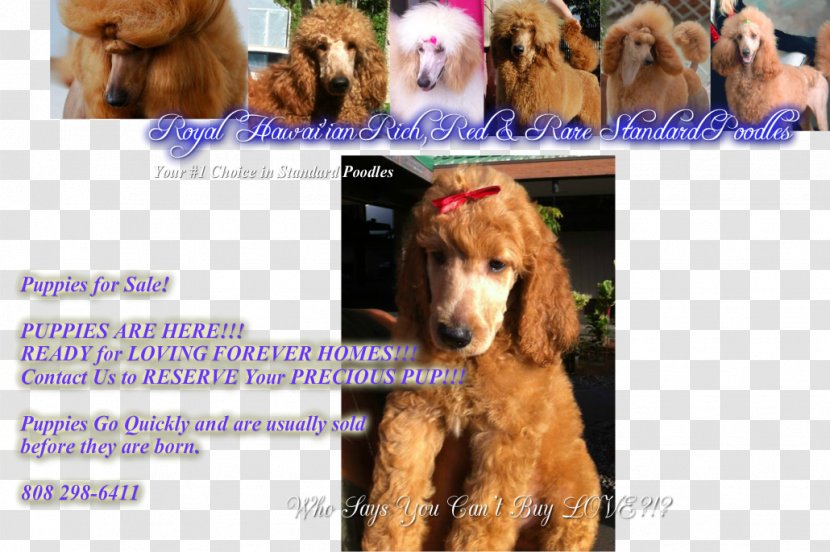 Poodle Irish Setter Cockapoo Dog Breed Puppy - Standard Transparent PNG