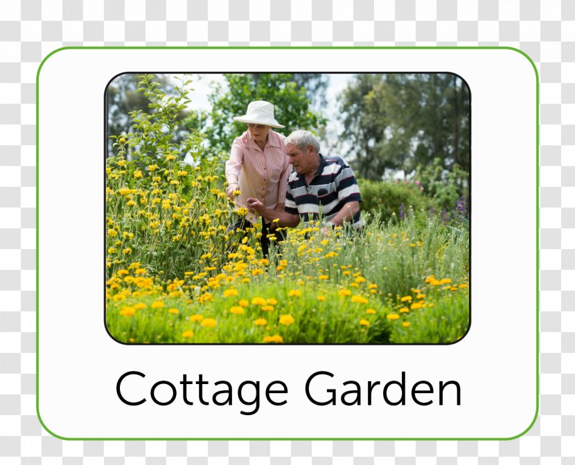 Bendigo Cottage Garden Botanical Lawn - Grass Family - Botanic Transparent PNG