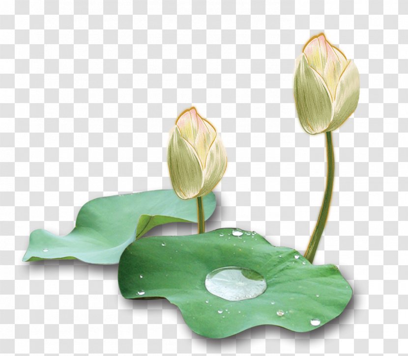 Ink Wash Painting - Cut Flowers - Unopened Lotus Transparent PNG
