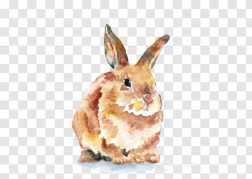 Domestic Rabbit Watercolor Painting Art Drawing Transparent PNG