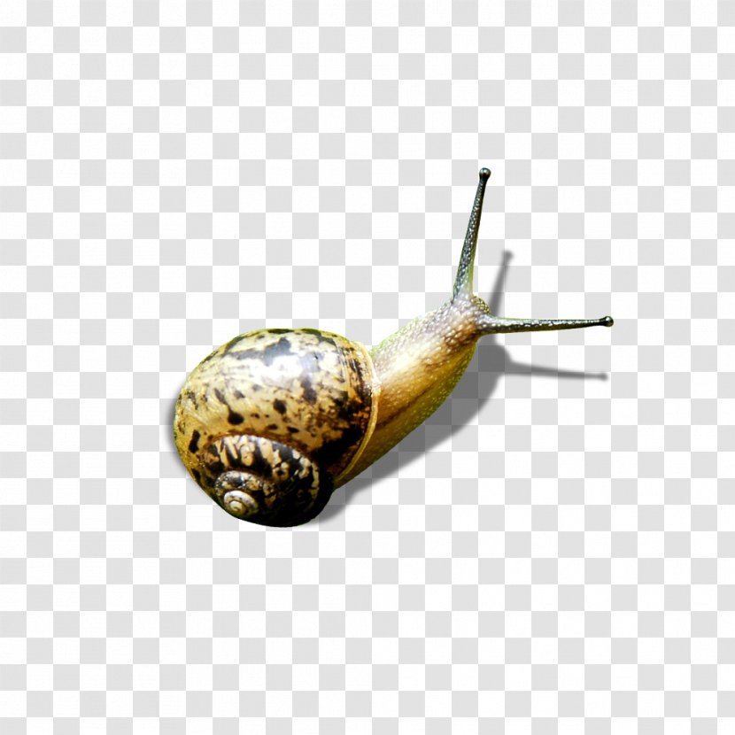 Snail Green - Rgb Color Model - Snails Transparent PNG